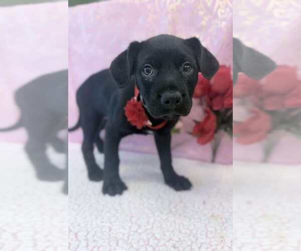 Medium Photo #8 Labrottie Puppy For Sale in Lakewood, CO, USA