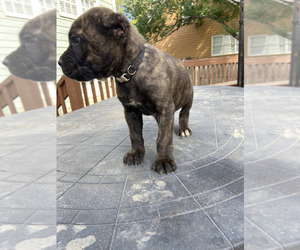 Cane Corso Puppy for sale in SNELLVILLE, GA, USA