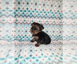 Puppy Mia Yorkshire Terrier