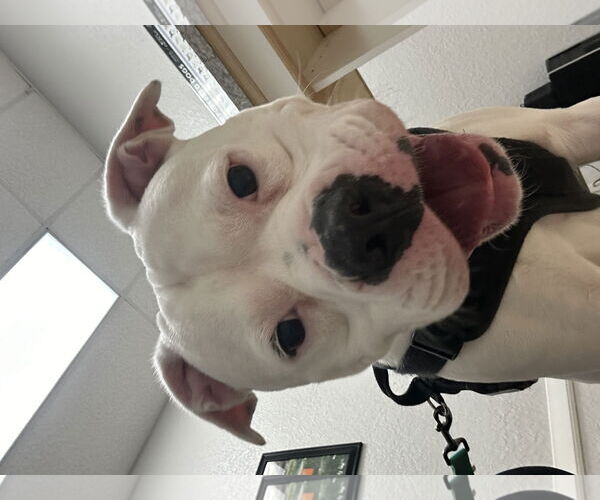 Medium Photo #4 Bullypit Puppy For Sale in Valrico, FL, USA