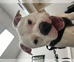 Small #3 Bullypit