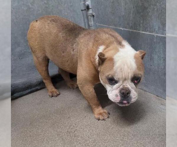 Medium Photo #1 Bulldog Puppy For Sale in HESPERIA, CA, USA