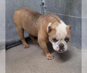 Bulldog Dogs for adoption in HESPERIA, CA, USA