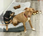 Small #33 American Pit Bull Terrier Mix