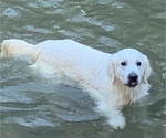 Small Photo #1 English Cream Golden Retriever Puppy For Sale in HIDDENITE, NC, USA