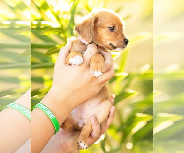 Medium Photo #7 Dachshund Puppy For Sale in Corona, CA, USA