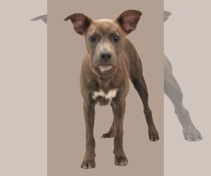 Bailey - Female Mutt Dog for Adoption - Photo #3