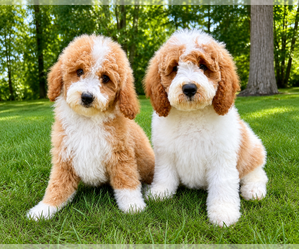Medium Photo #2 Goldendoodle (Miniature) Puppy For Sale in FAIR HAVEN, MI, USA