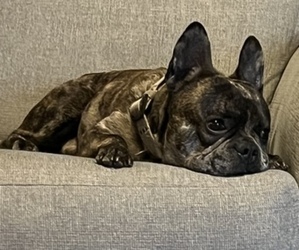 Father of the French Bulldog puppies born on 04/10/2025