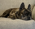 Small Photo #1 French Bulldog Puppy For Sale in LAMAR, MO, USA
