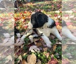 Small Photo #2 Australian Shepherd-F2 Aussiedoodle Mix Puppy For Sale in RALEIGH, NC, USA