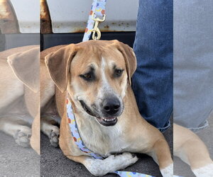 Clyde - Male Mutt Dog for Adoption - Photo #2