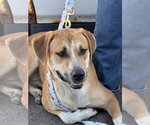 Small Photo #2 Mutt Puppy For Sale in Polson, MT, USA