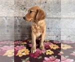 Small #20 Golden Retriever