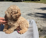 Small Photo #1 Cavapoo Puppy For Sale in GOSHEN, IN, USA