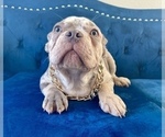 Small Photo #2 French Bulldog Puppy For Sale in CINCINNATI, OH, USA
