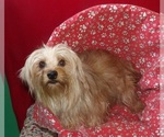 Small #1 Yorkshire Terrier