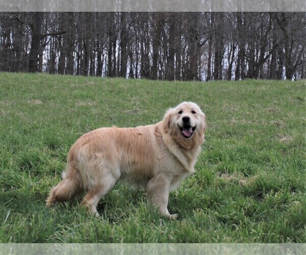 Medium Photo #3 Golden Retriever Puppy For Sale in JONES, MI, USA