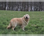 Small Photo #3 Golden Retriever Puppy For Sale in JONES, MI, USA