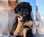 Small Photo #1 Bordoodle Puppy For Sale in CABERY, IL, USA