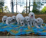 Small Photo #1 Akbash Dog Puppy For Sale in BROOKSVILLE, FL, USA