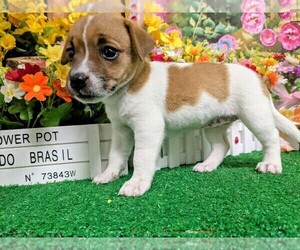 Jack Russell Terrier Puppy for sale in HAMMOND, IN, USA