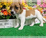 Image preview for Ad Listing. Nickname: Jack Russell