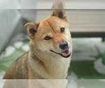 Small Photo #6 Shiba Inu Puppy For Sale in LAGUNA NIGUEL, CA, USA