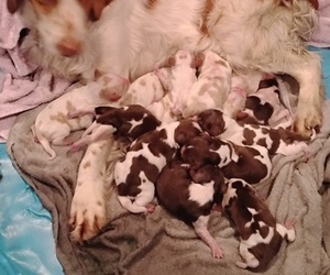 Brittany Puppy for sale in DOWAGIAC, MI, USA