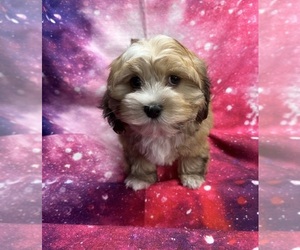 Havanese Puppy for sale in LIVONIA, MI, USA