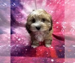Image preview for Ad Listing. Nickname: Abigail