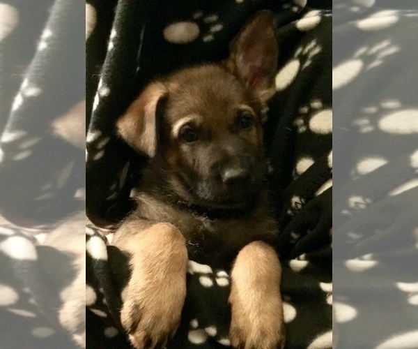 Medium Photo #31 German Shepherd Dog Puppy For Sale in HAMILTON, NJ, USA