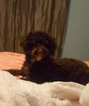 Small Photo #1 Poodle (Toy) Puppy For Sale in ONAGA, KS, USA