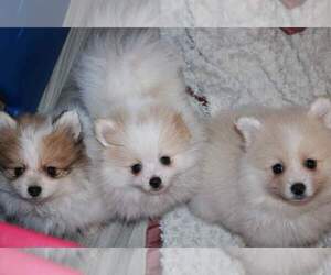 Pomeranian Puppy for sale in DANIELSVILLE, GA, USA