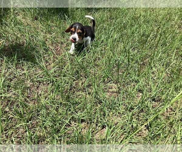 Medium Photo #4 Beagle Puppy For Sale in COLDSPRING, TX, USA