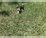 Small Photo #4 Beagle Puppy For Sale in COLDSPRING, TX, USA