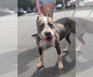 American Pit Bull Terrier-Unknown Mix Dogs for adoption in garner, NC, USA