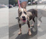 Bleu Cheese - Female American Pit Bull Terrier-Unknown Mix Dog for Adoption - Small photo