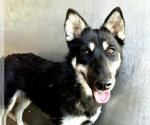 German Shepherd Dog Dogs for adoption in San Bernardino, CA, USA