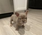 Small #1 French Bulldog