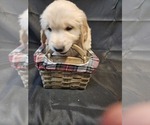 Puppy Light Green Golden Retriever