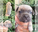 Small Photo #5 French Bulldog Puppy For Sale in EASTVALE, CA, USA