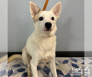 Zinni - Female Mutt Dog for Adoption - Photo #3