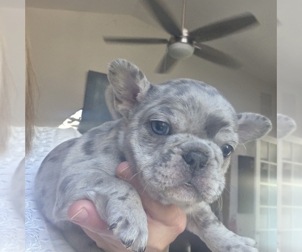 Medium Photo #4 French Bulldog Puppy For Sale in FT MYERS, FL, USA