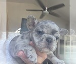 Small #3 French Bulldog