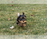 Small #5 Yorkshire Terrier