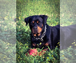 Small Photo #21 Rottweiler Puppy For Sale in VONORE, TN, USA