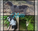 Small Photo #2 Bluetick Coonhound Puppy For Sale in COMBINE, TX, USA