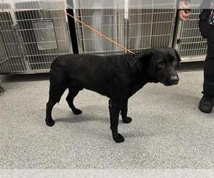 Labrador Retriever Dogs for adoption in Houston, TX, USA
