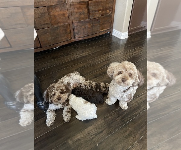 Medium Photo #1 Poodle (Toy) Puppy For Sale in MURRIETA, CA, USA